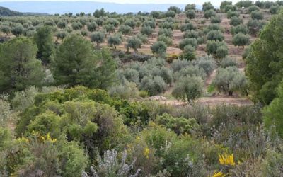 The elaboration of the extra virgin olive oil Spelunca from l’Espluga Calba DO Garrigues