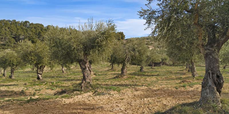 Field of arbquine olive trees of the Espluga Calba.