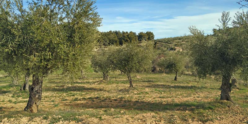 Field of arbquine olive trees of the Espluga Calba.