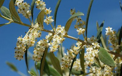 The blossoming of the olive tree