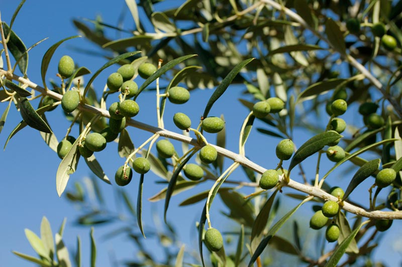 Olives and health