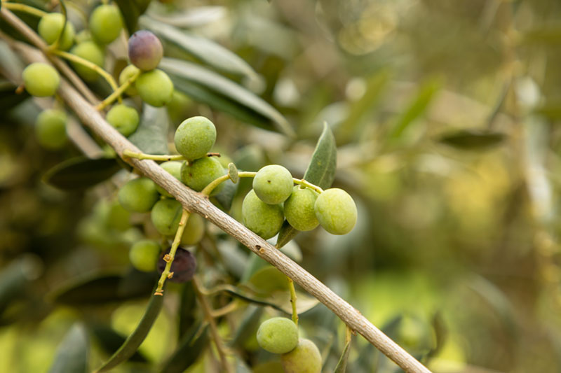 Arbequina olives from the L'Espluga Calba Cooperative