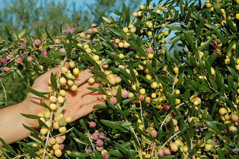 Olives arbequines de L'Espluga Calba de Les Garrigues