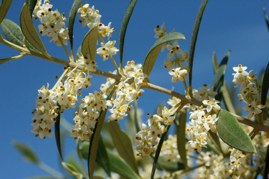 La floración del olivo. Cooperativa de La Espluga Calba