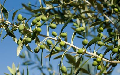 Las olivas y la salud