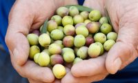 La nueva cosecha de aceite de oliva virgen extra