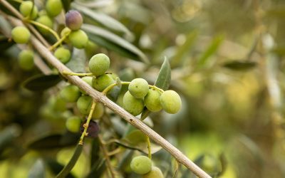 Aceite de oliva virgen extra: Beneficios y propiedades del oro líquido