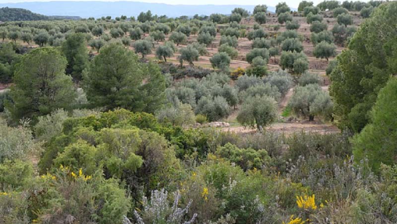 Camp d'oliveres arbquines de l'Espluga Calba.