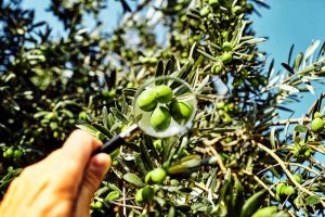 Les olives i la salut