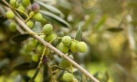 Oli d’oliva verge extra: Beneficis i propietats de l’or líquid